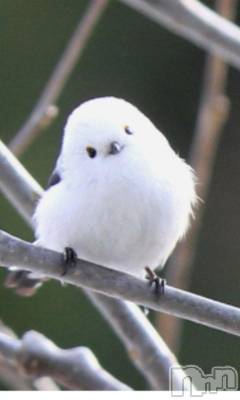 上越デリヘル 上越風俗出張アロママッサージ(ジョウエツフウゾクシュッチョウアロママッサージ) える☆(40)の3月19日写メブログ「★える★」