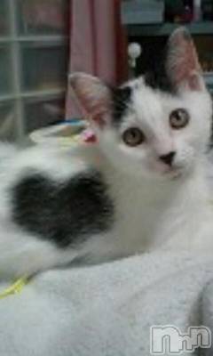 上越デリヘル 上越風俗出張アロママッサージ(ジョウエツフウゾクシュッチョウアロママッサージ) える☆(40)の4月1日写メブログ「★★える★★」