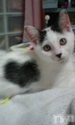 上越デリヘル 上越風俗出張アロママッサージ(ジョウエツフウゾクシュッチョウアロママッサージ) える☆(40)の7月21日写メブログ「★える★」