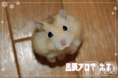 上越デリヘル 上越風俗出張アロママッサージ(ジョウエツフウゾクシュッチョウアロママッサージ) える☆(40)の1月28日写メブログ「イベント★える★」