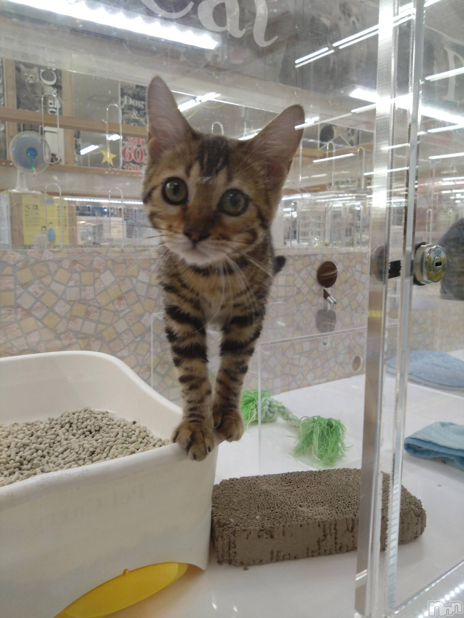 ȯѥ˥󥯥ֿ㥳ѥ˥󥯥HEAVEN(˥ѥ˥󥯥֡إ֥) 2024ǯ1114̥֥֤😸