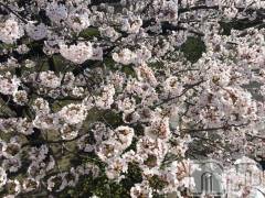 上越デリヘル上越風俗出張アロママッサージ(ジョウエツフウゾクシュッチョウアロママッサージ) あかり☆(32)の4月9日写メブログ「こんばんはo(^_-)O」