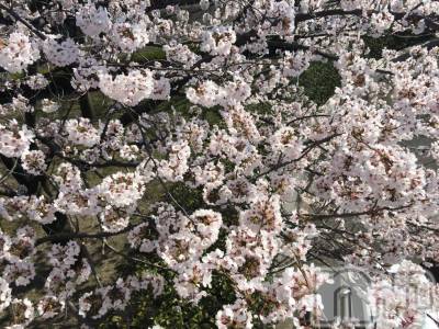 上越デリヘル 上越風俗出張アロママッサージ(ジョウエツフウゾクシュッチョウアロママッサージ) あかり☆(32)の4月9日写メブログ「こんばんはo(^_-)O」