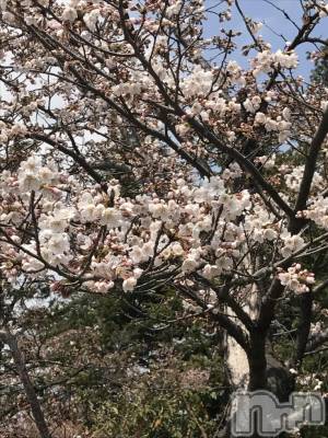 上越デリヘル 上越風俗出張アロママッサージ(ジョウエツフウゾクシュッチョウアロママッサージ) あかり☆(32)の4月14日写メブログ「花よりじんだ(*^^*)」