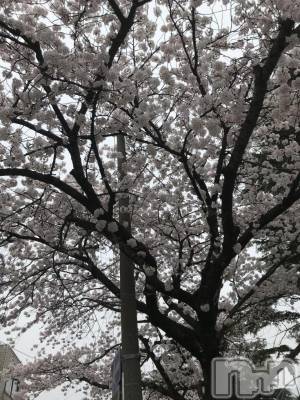 上越デリヘル 上越風俗出張アロママッサージ(ジョウエツフウゾクシュッチョウアロママッサージ) あかり☆(32)の4月4日写メブログ「本日指名料2000円オフ」