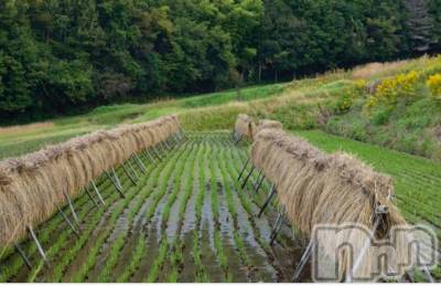 上越デリヘル 上越風俗出張アロママッサージ(ジョウエツフウゾクシュッチョウアロママッサージ) あかり☆(32)の9月26日写メブログ「稲干したり脱穀したり」