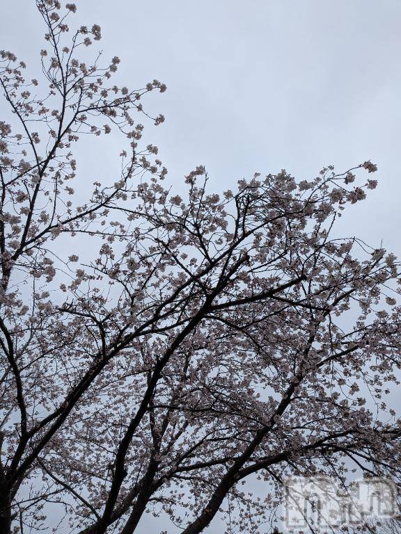 上越デリヘル上越風俗出張アロママッサージ(ジョウエツフウゾクシュッチョウアロママッサージ)みどり☆(38)の2026年4月4日写メブログ「本日は休み→獣医さんへ」