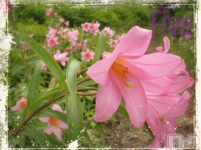 飯田デリヘル(ファイブイイダテン)の2017年6月23日お店速報「6月23日(金)」