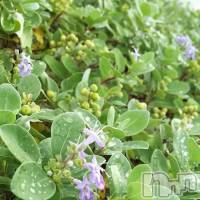 飯田デリヘル Five 飯田店(ファイブイイダテン)の7月2日お店速報「7月2日(日)」