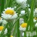 飯田デリヘル Five 飯田店(ファイブイイダテン)の8月15日お店速報「8月15日(火)」