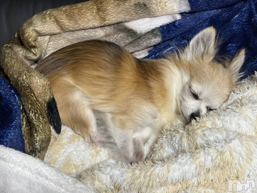 ĮХ顦֥ ץ ( ץ ) ߤ1014̥֥֡