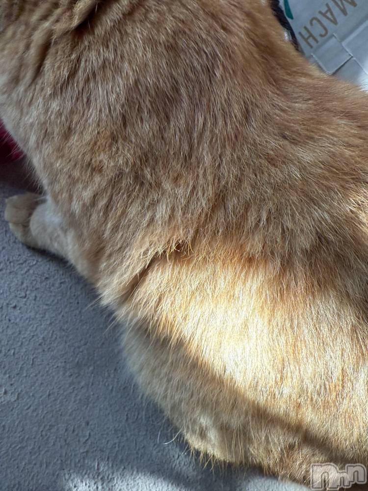 ĮХ顦֥ ץ ( ץ ) ߤ1018̥֥֡