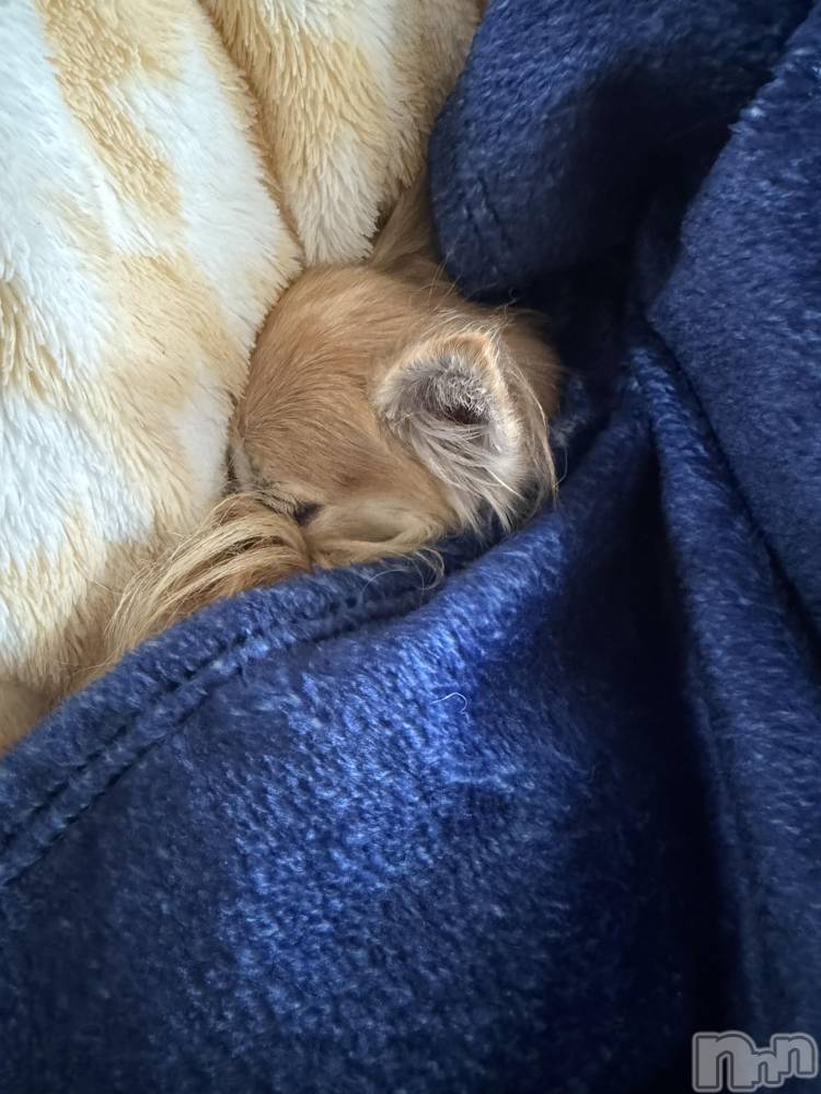 ĮХ顦֥ ץ ( ץ ) ߤ1024̥֥֡