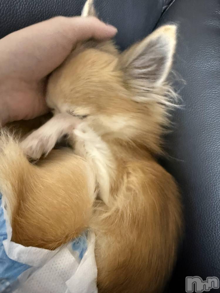 ĮХ顦֥ ץ ( ץ ) ߤ111̥֥֡