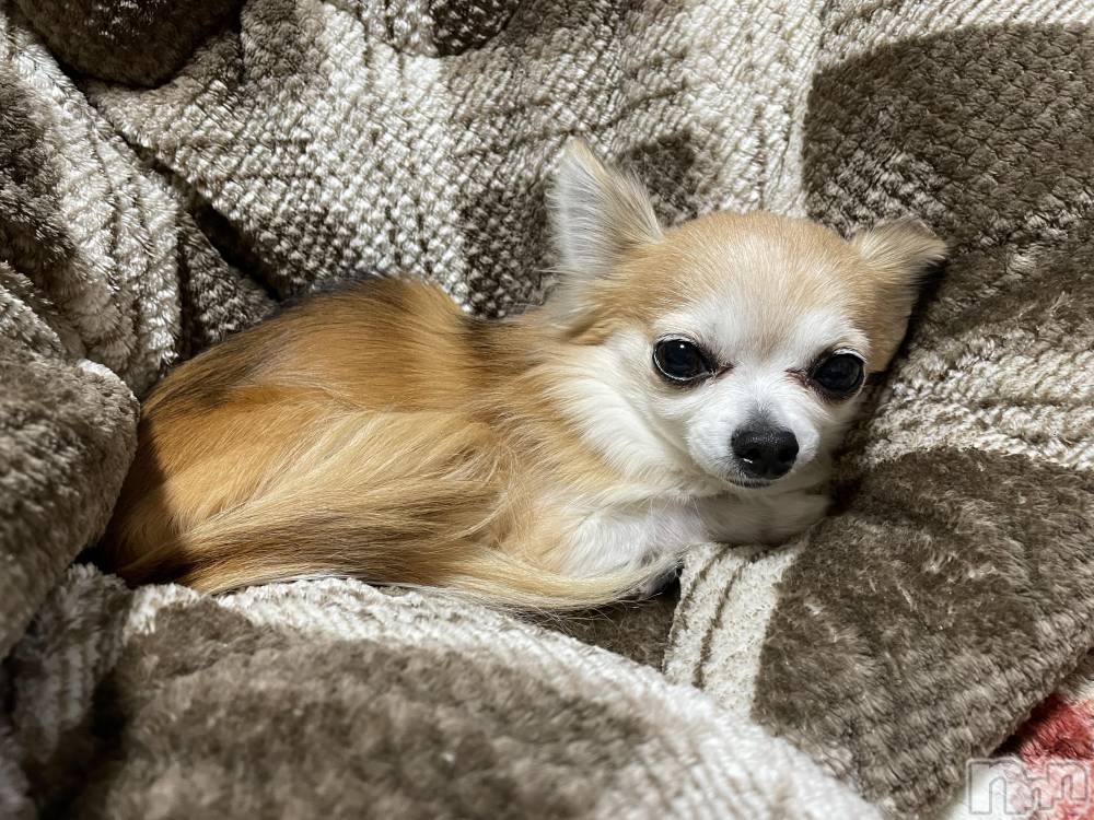 ĮХ顦֥ ץ ( ץ ) ߤ116̥֥֡