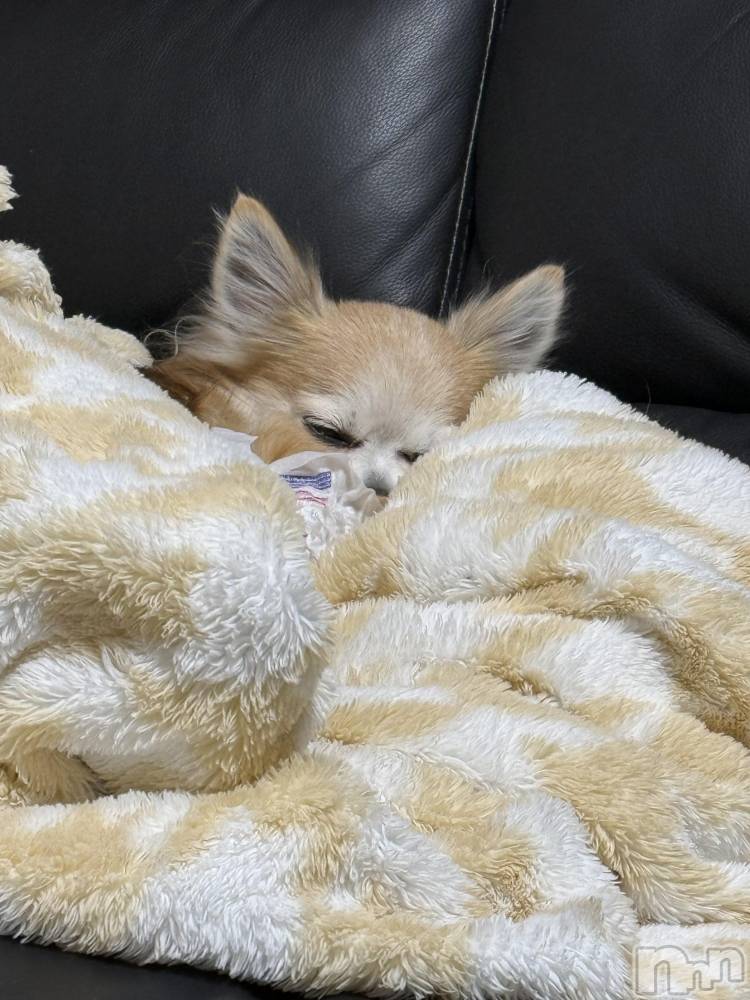 ĮХ顦֥ ץ ( ץ ) ߤ125̥֥֡