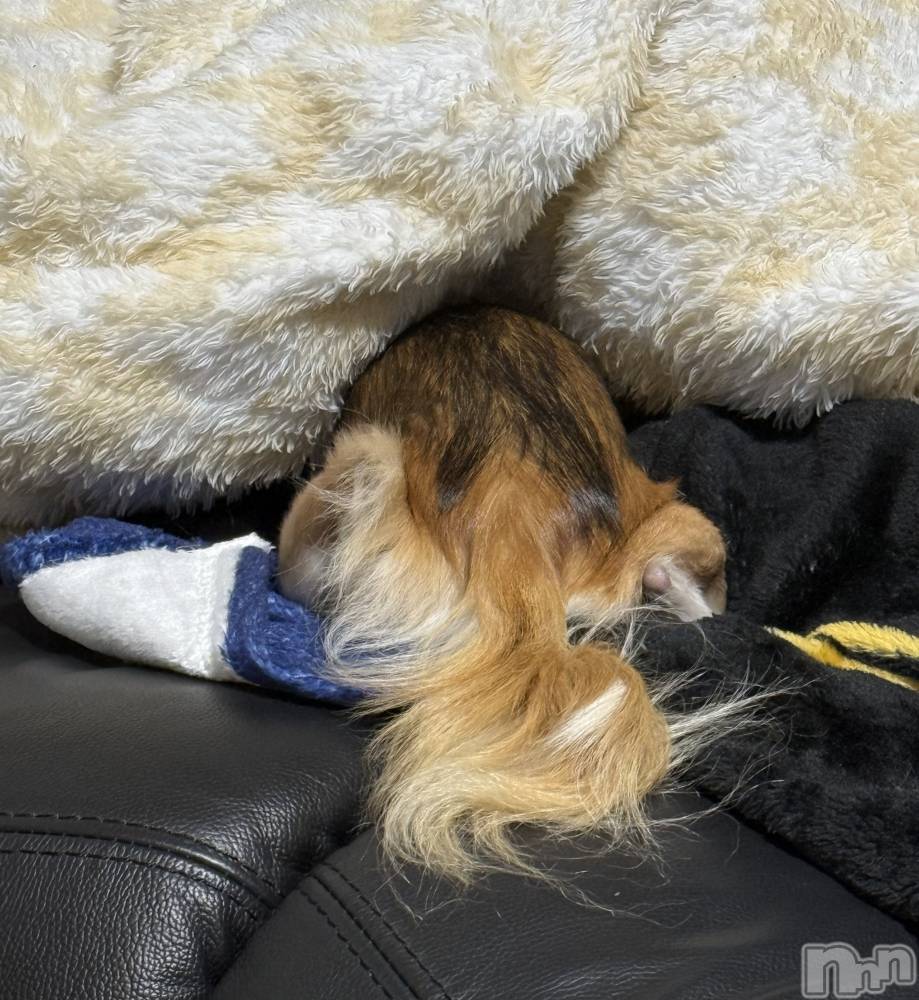 ��Į����Х��顦����֥���� �ץ���� ����(����� �ץ���� ������) ���ߤ���12��19���̥�֥����֡���