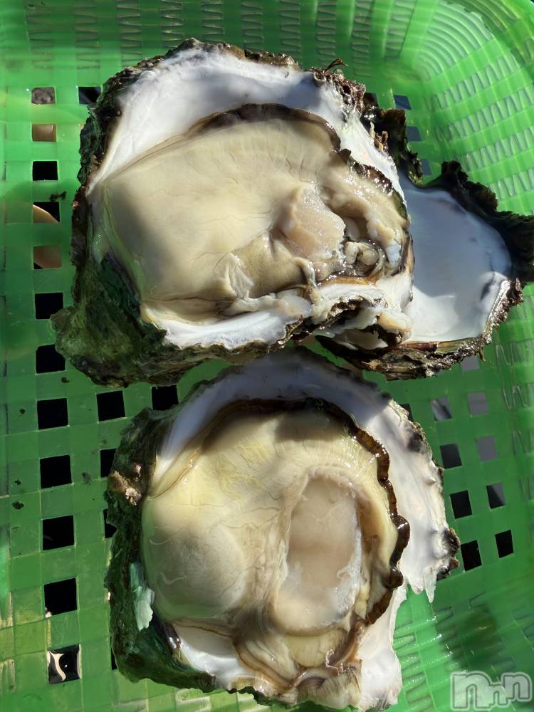 ��Į����Х��顦����֥���� �ץ���� ����(����� �ץ���� ������) ���ߤ���1��15���̥�֥����֡���