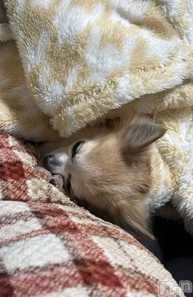 ��Į����Х��顦����֥���� �ץ���� ����(����� �ץ���� ������) ���ߤ���1��21���̥�֥����֡���