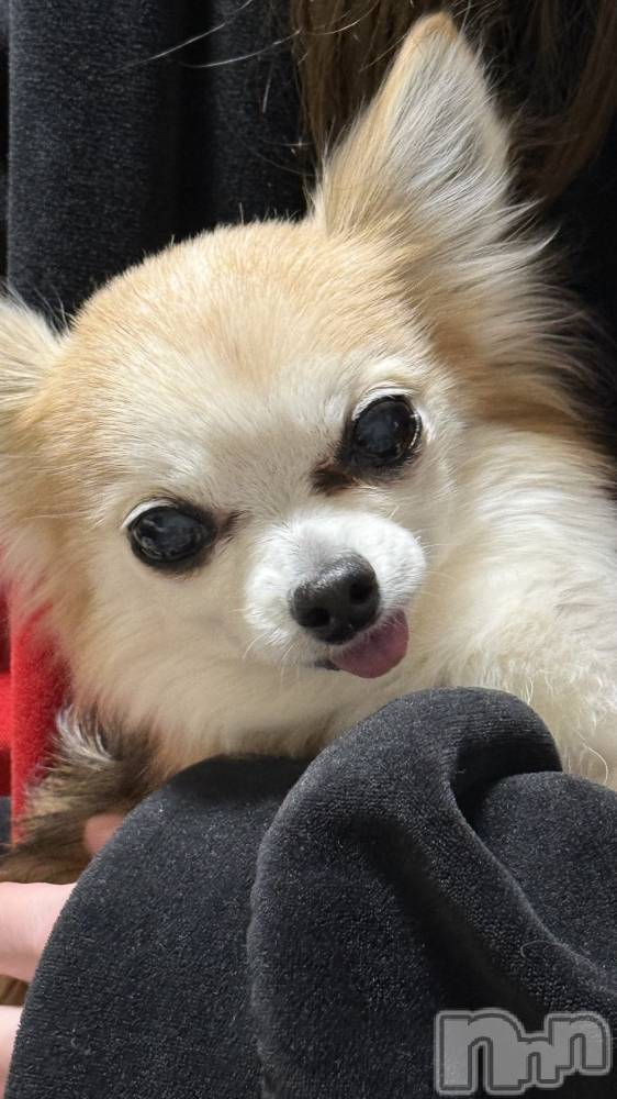 ��Į����Х��顦����֥���� �ץ���� ����(����� �ץ���� ������) ���ߤ���2��5���̥�֥����֡���