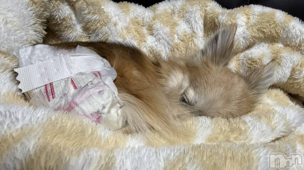 ��Į����Х��顦����֥���� �ץ���� ����(����� �ץ���� ������) ���ߤ���4��2���̥�֥����֡���