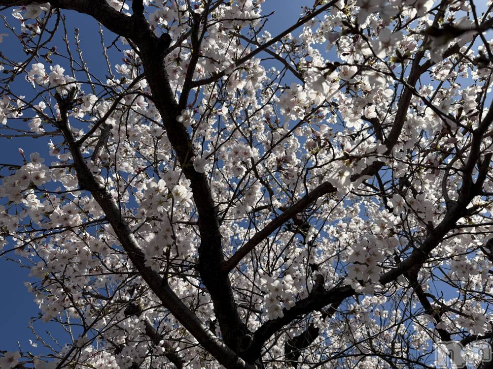 ��Į����Х��顦����֥���� �ץ���� ����(����� �ץ���� ������) ���ߤ���4��7���̥�֥����֡���