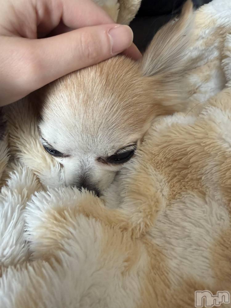 ��Į����Х��顦����֥���� �ץ���� ����(����� �ץ���� ������) ���ߤ���4��23���̥�֥����֡���