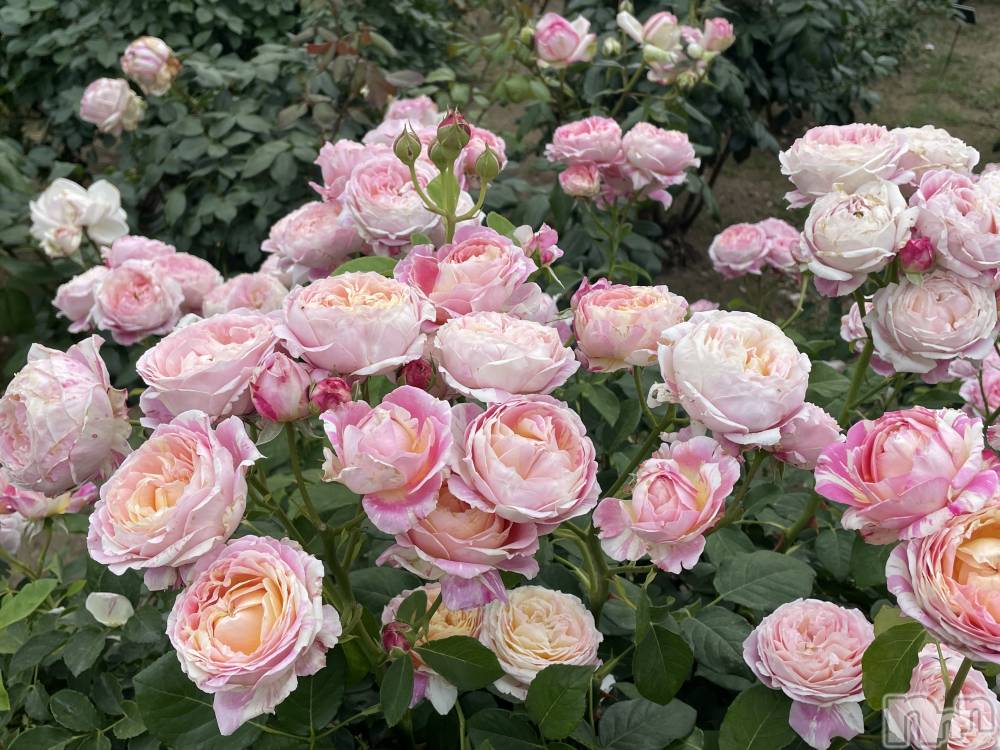 ��Į����Х��顦����֥���� �ץ���� ����(����� �ץ���� ������) ���ߤ���4��28���̥�֥����֡���