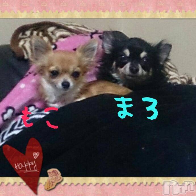 ĮХ顦֥ ץ ( ץ ) ߤ319̥֥319 1839ʬμ̥֥