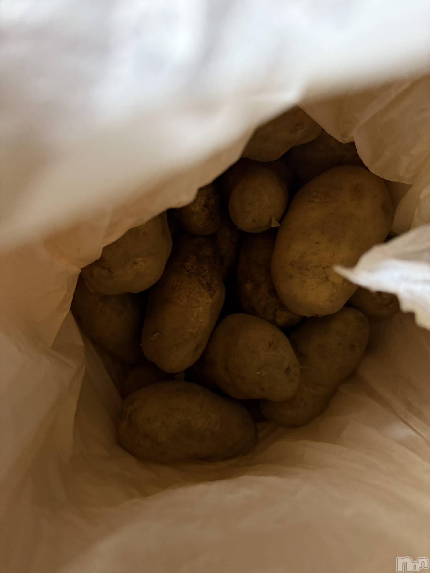 ĮХ顦֥ ץ ( ץ ) 2025ǯ1019̥֥֡