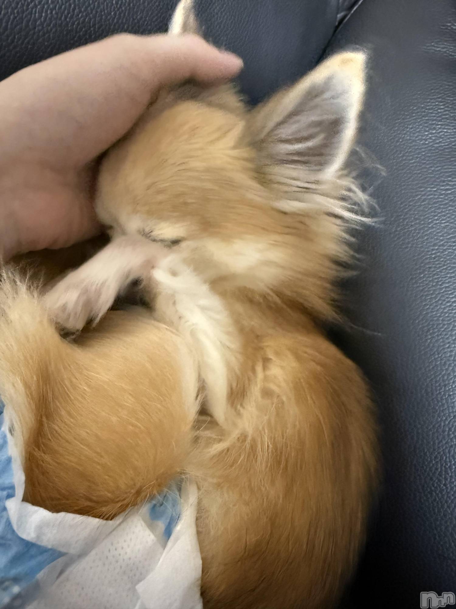 ĮХ顦֥ ץ ( ץ ) 2025ǯ111̥֥֡