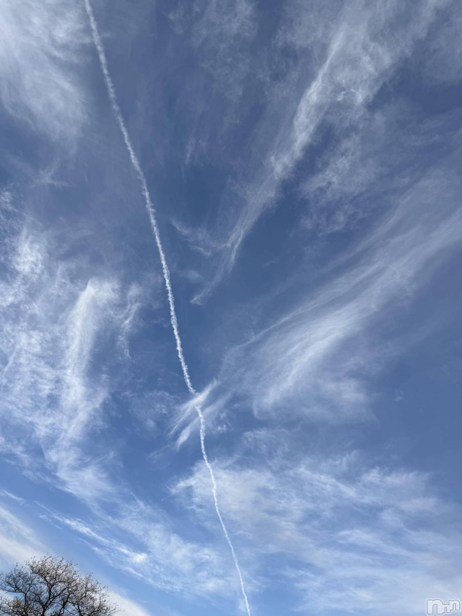 ĮХ顦֥ ץ ( ץ ) 2025ǯ1128̥֥֡