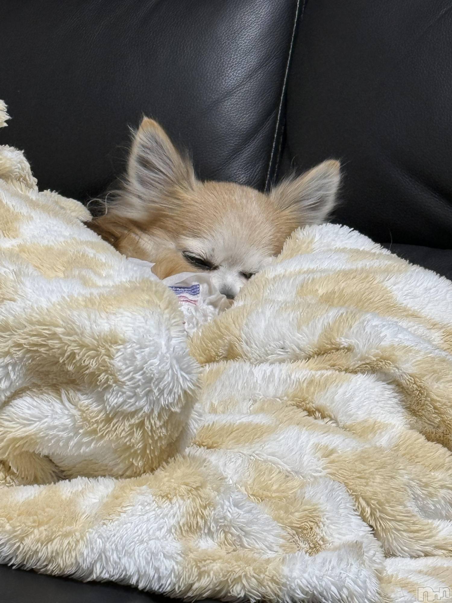 ĮХ顦֥ ץ ( ץ ) 2025ǯ125̥֥֡