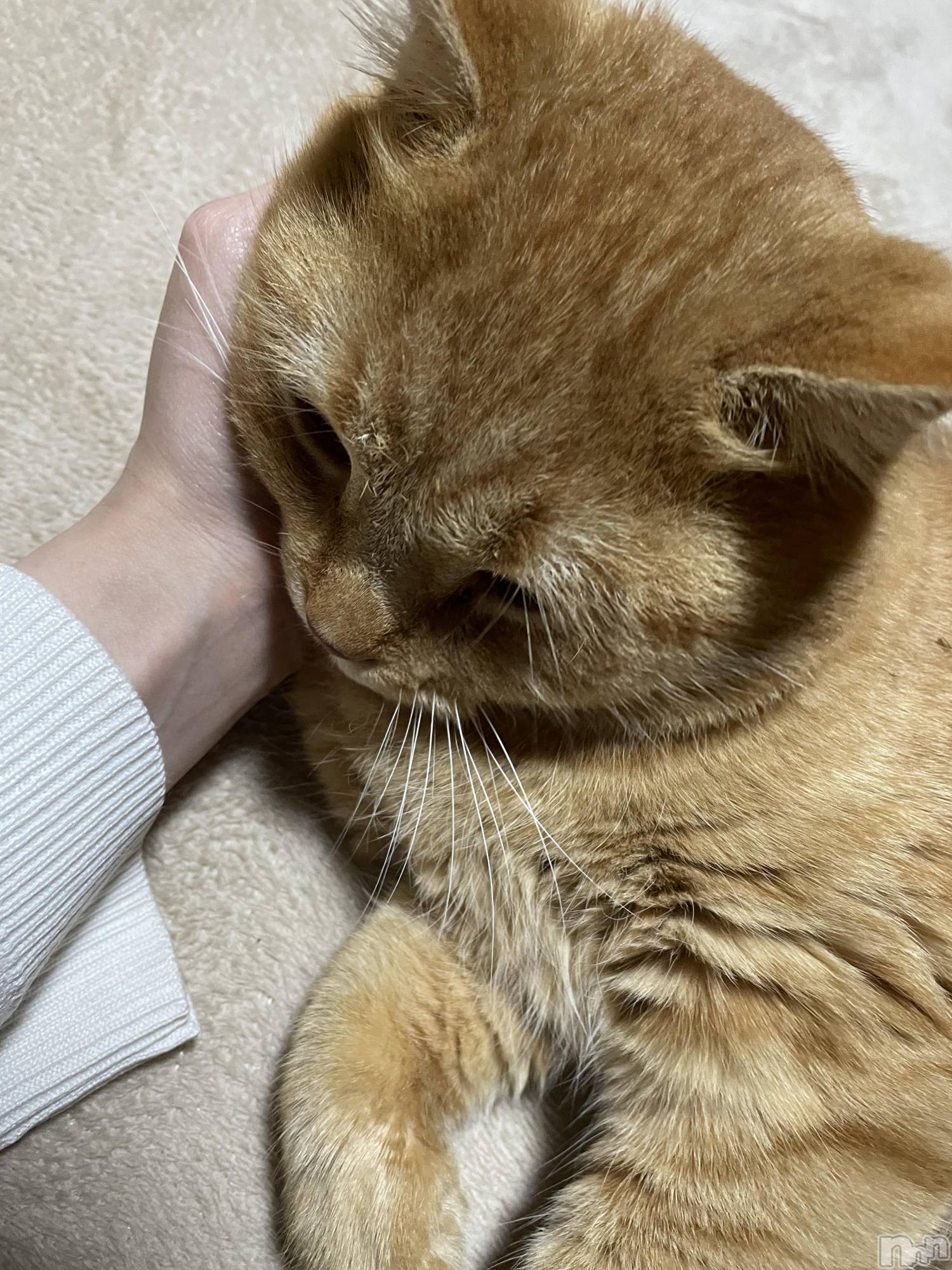 ĮХ顦֥ ץ ( ץ ) 2025ǯ1212̥֥֡