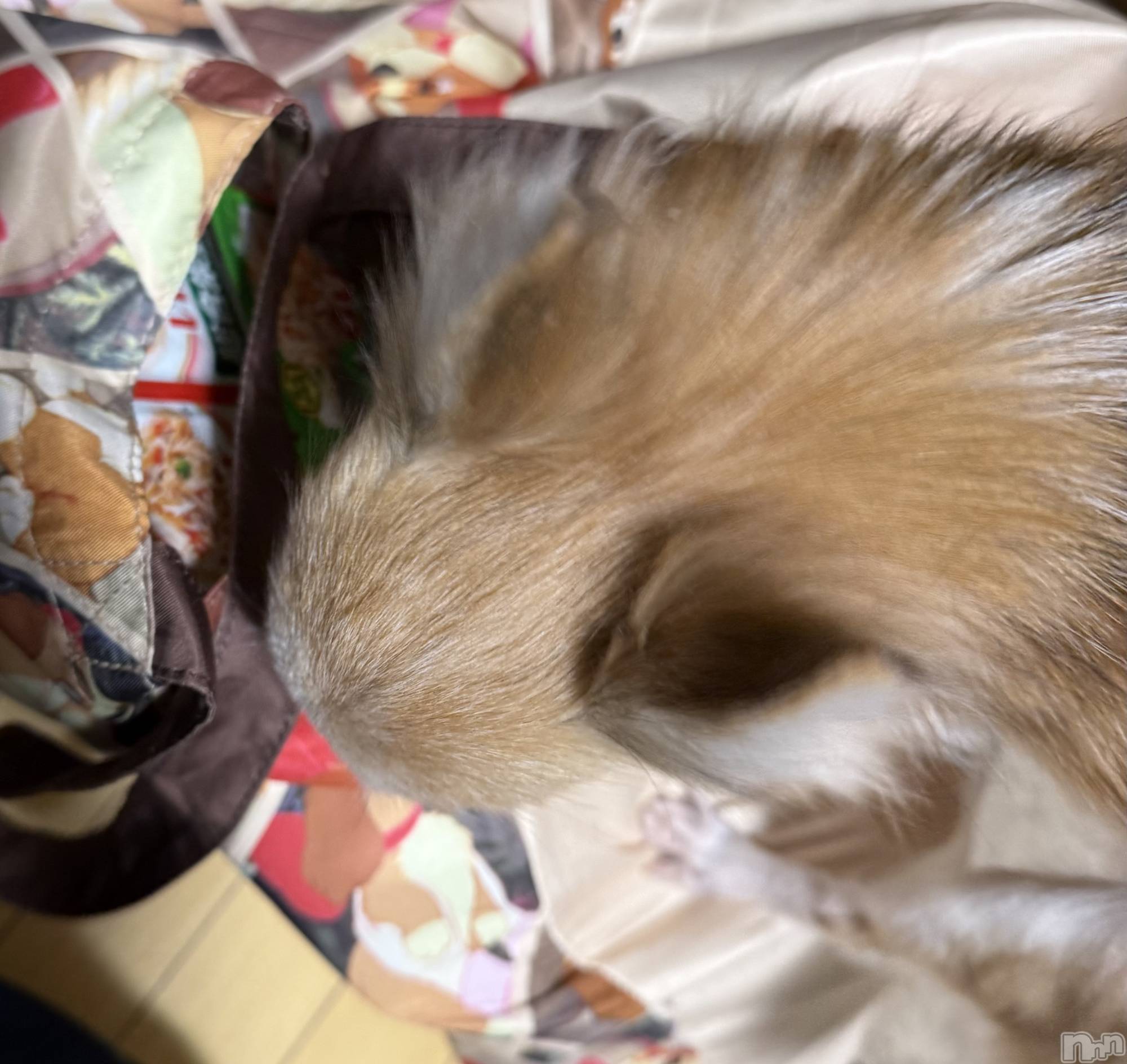 ��Į����Х��顦����֥���� �ץ���� ����(����� �ץ���� ������) ��2025ǯ12��17���̥�֥����֡���