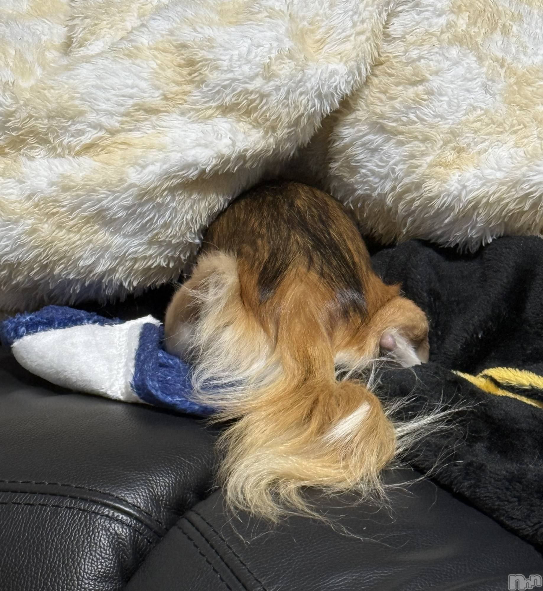 ��Į����Х��顦����֥���� �ץ���� ����(����� �ץ���� ������) ��2025ǯ12��19���̥�֥����֡���