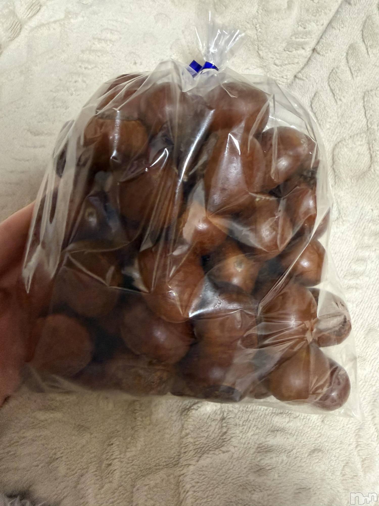 ��Į����Х��顦����֥���� �ץ���� ����(����� �ץ���� ������) ��2026ǯ1��2���̥�֥����֡���