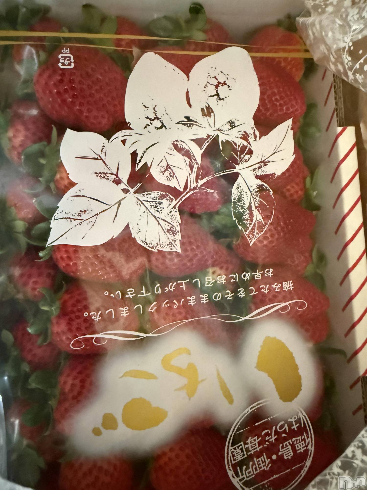 ��Į����Х��顦����֥���� �ץ���� ����(����� �ץ���� ������) ��2026ǯ1��4���̥�֥����֡���