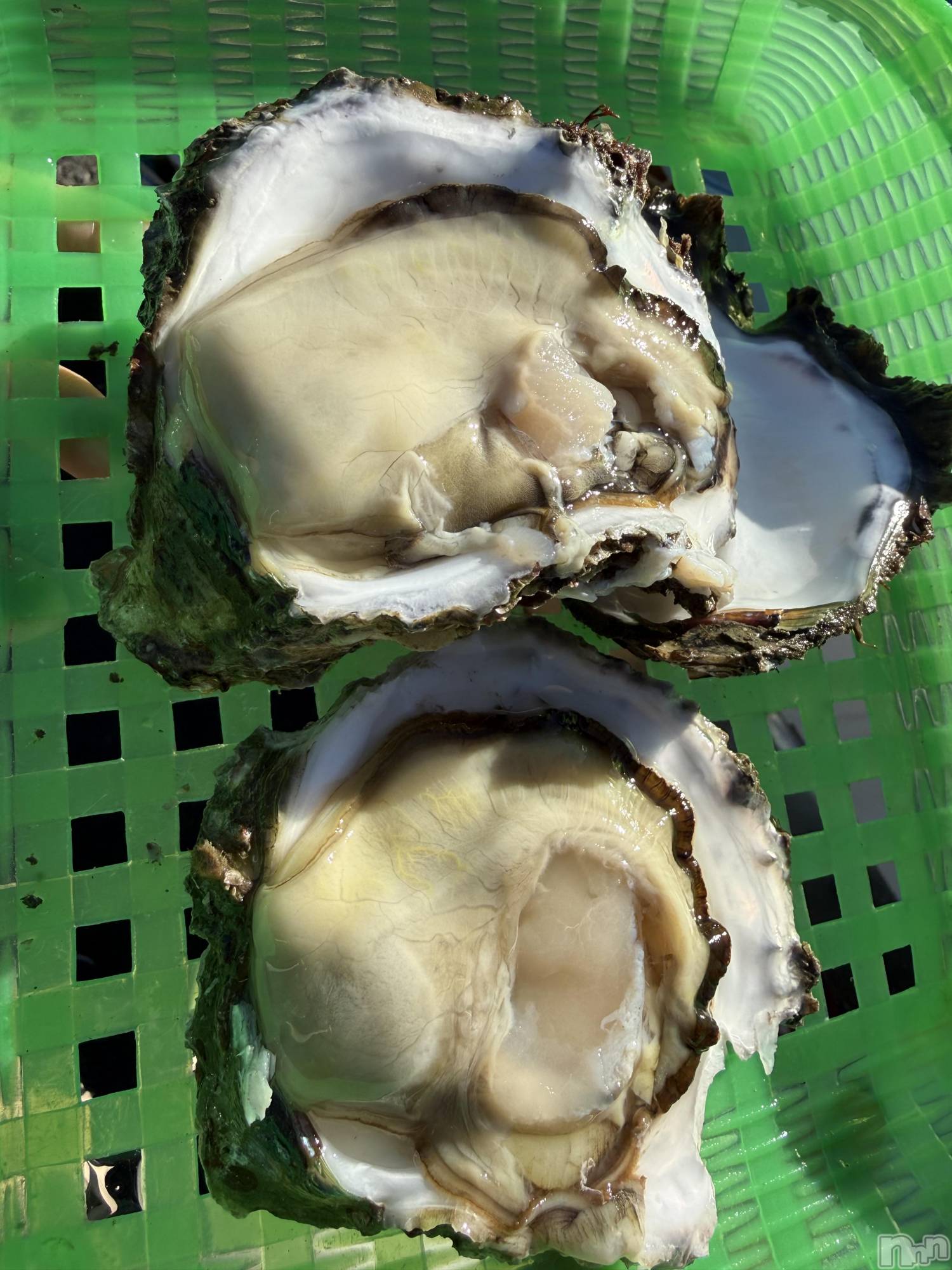 ��Į����Х��顦����֥���� �ץ���� ����(����� �ץ���� ������) ��2026ǯ1��15���̥�֥����֡���