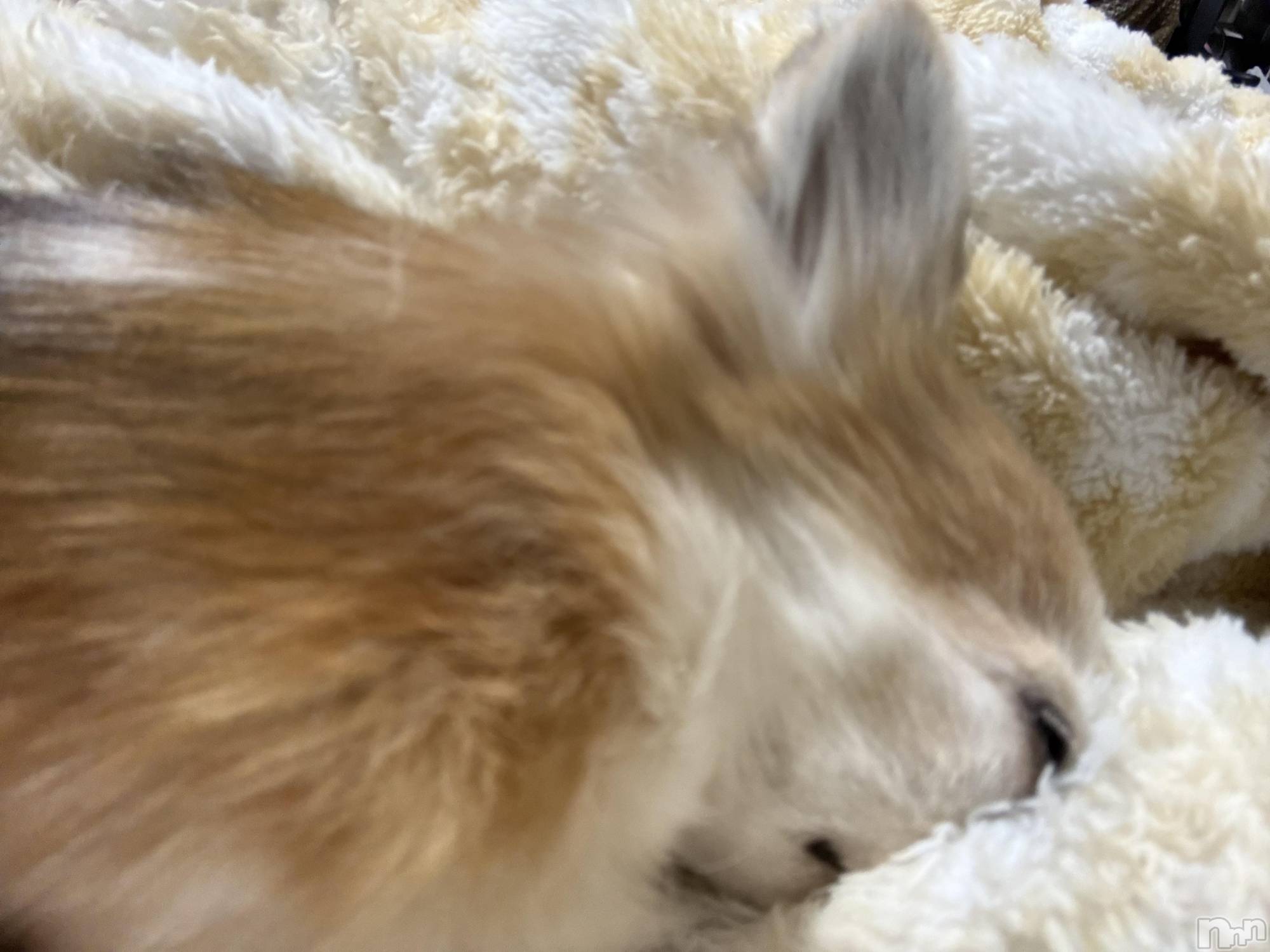 ��Į����Х��顦����֥���� �ץ���� ����(����� �ץ���� ������) ��2026ǯ1��19���̥�֥����֡���