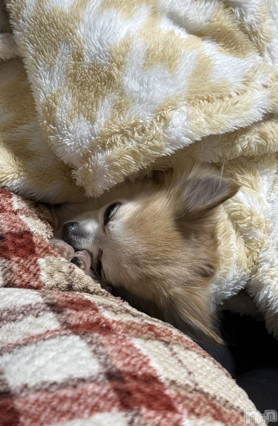 ��Į����Х��顦����֥���� �ץ���� ����(����� �ץ���� ������) ��2026ǯ1��21���̥�֥����֡���