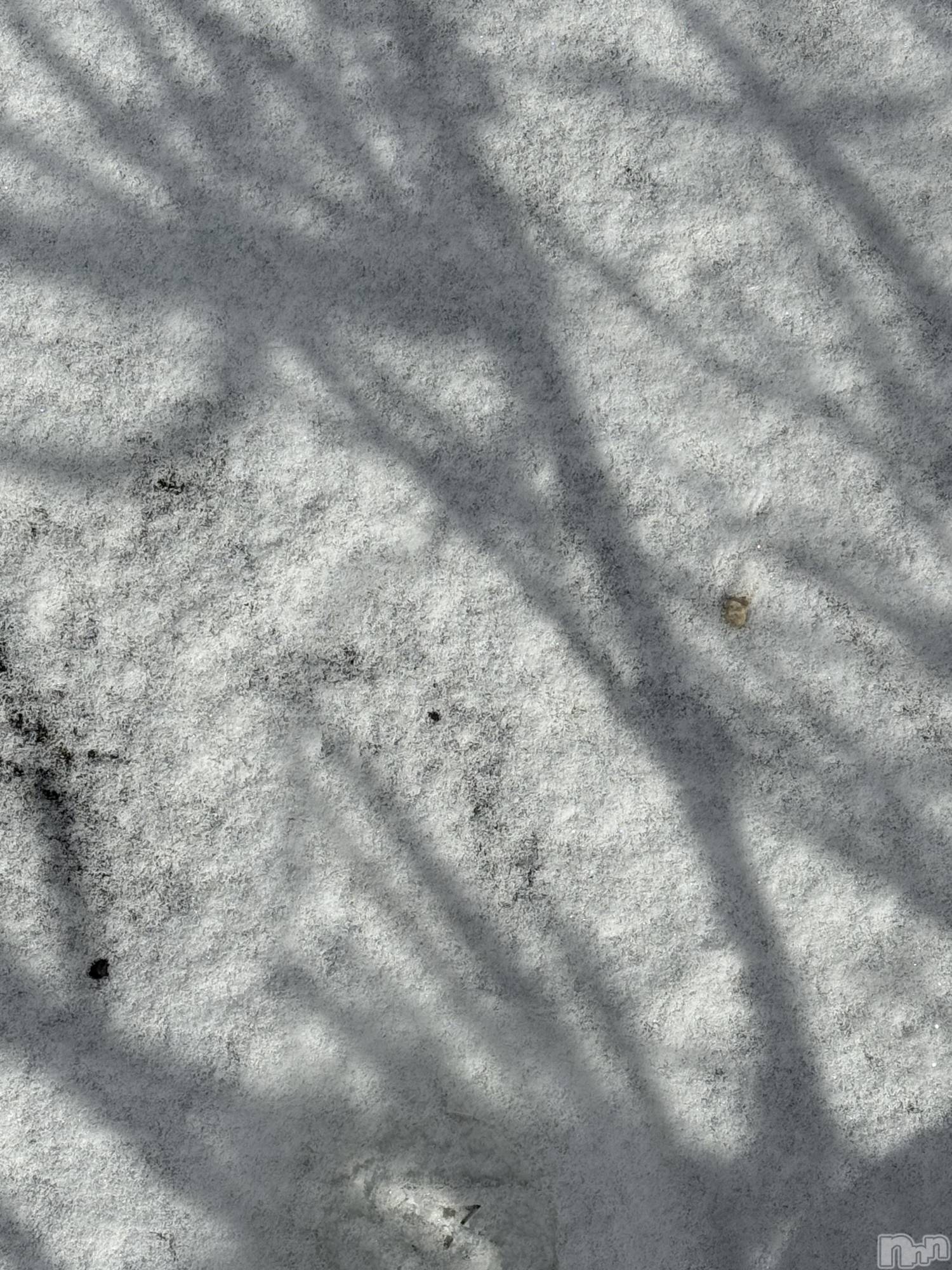 ��Į����Х��顦����֥���� �ץ���� ����(����� �ץ���� ������) ��2026ǯ1��22���̥�֥����֡���