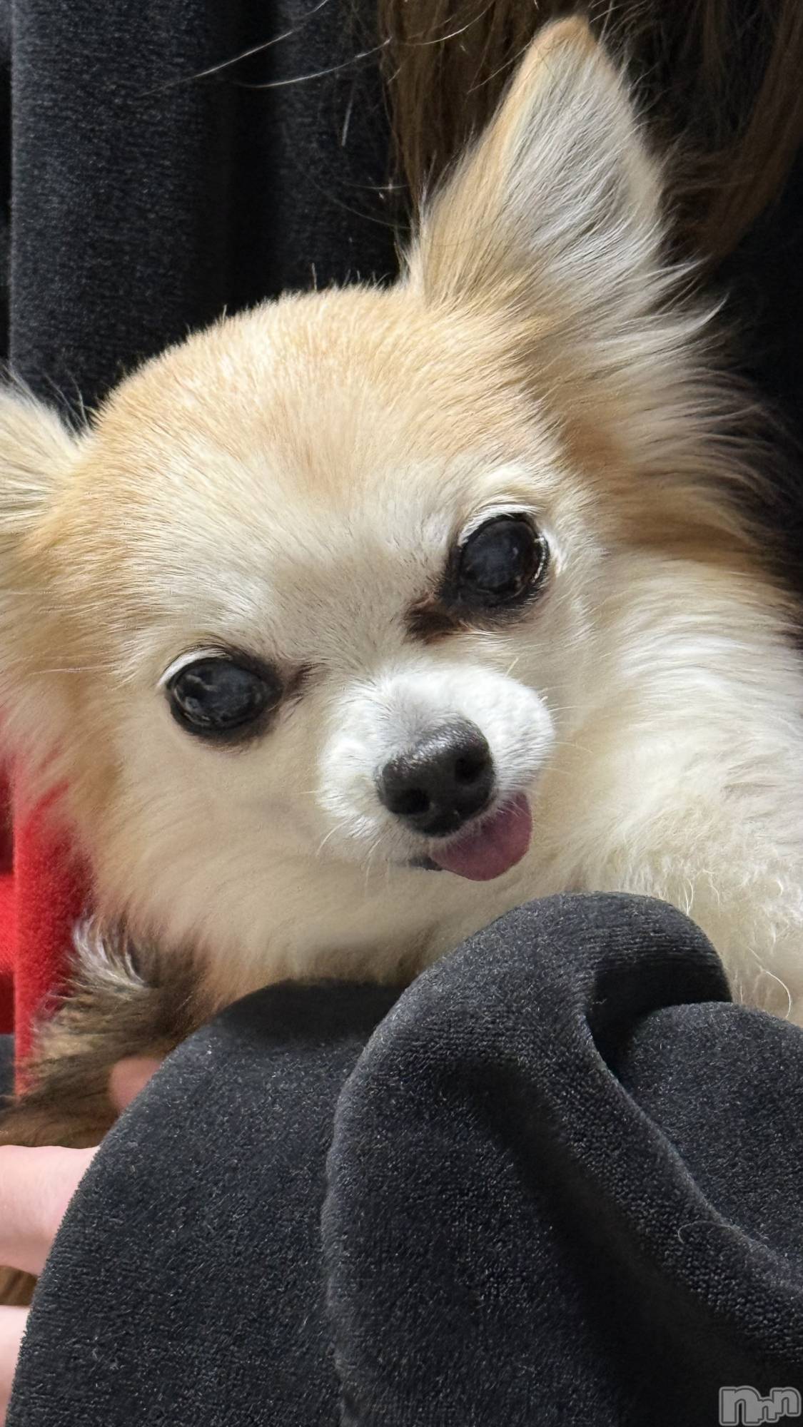 ��Į����Х��顦����֥���� �ץ���� ����(����� �ץ���� ������) ��2026ǯ2��5���̥�֥����֡���