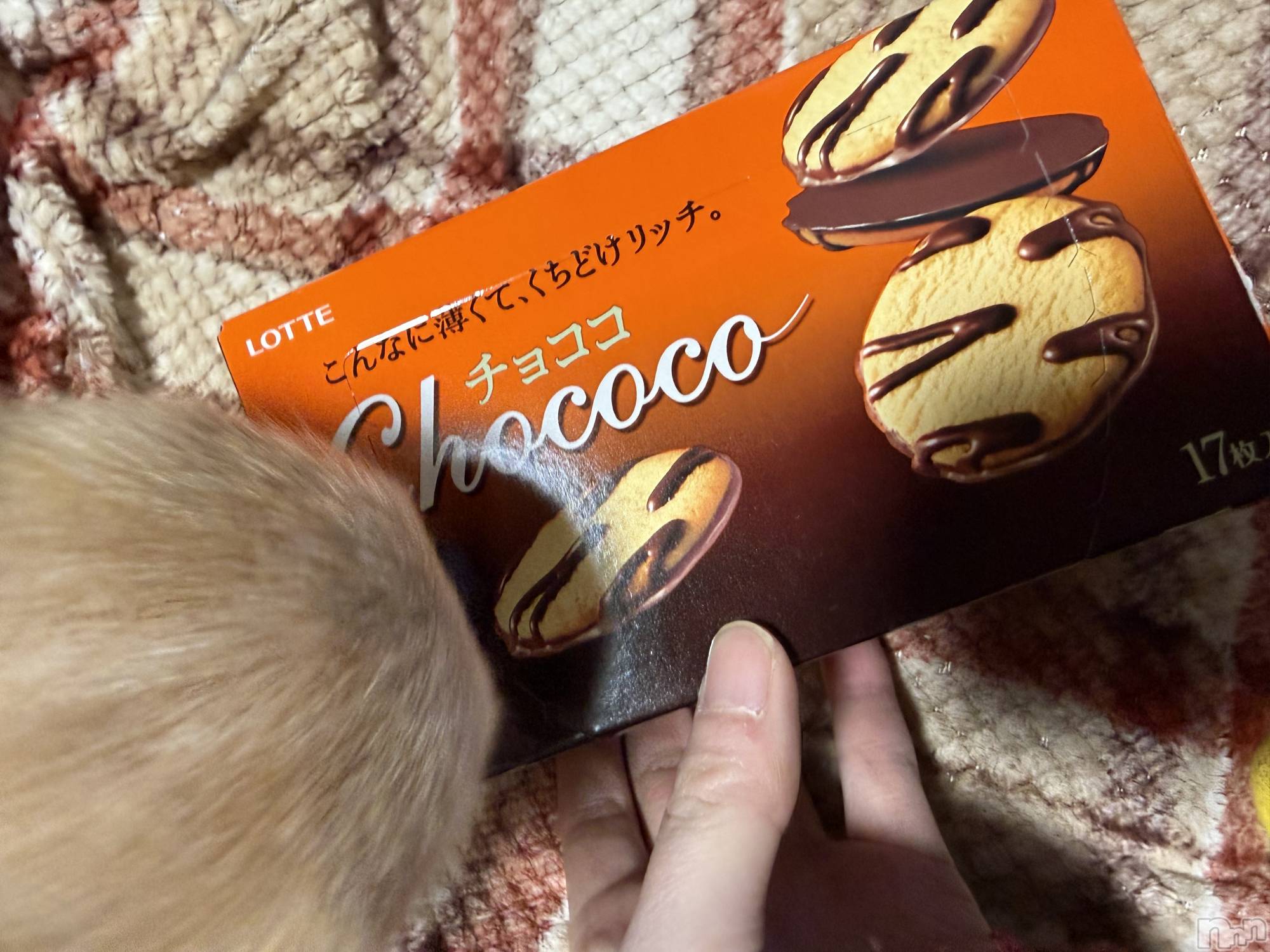 ��Į����Х��顦����֥���� �ץ���� ����(����� �ץ���� ������) ��2026ǯ2��25���̥�֥����֡���