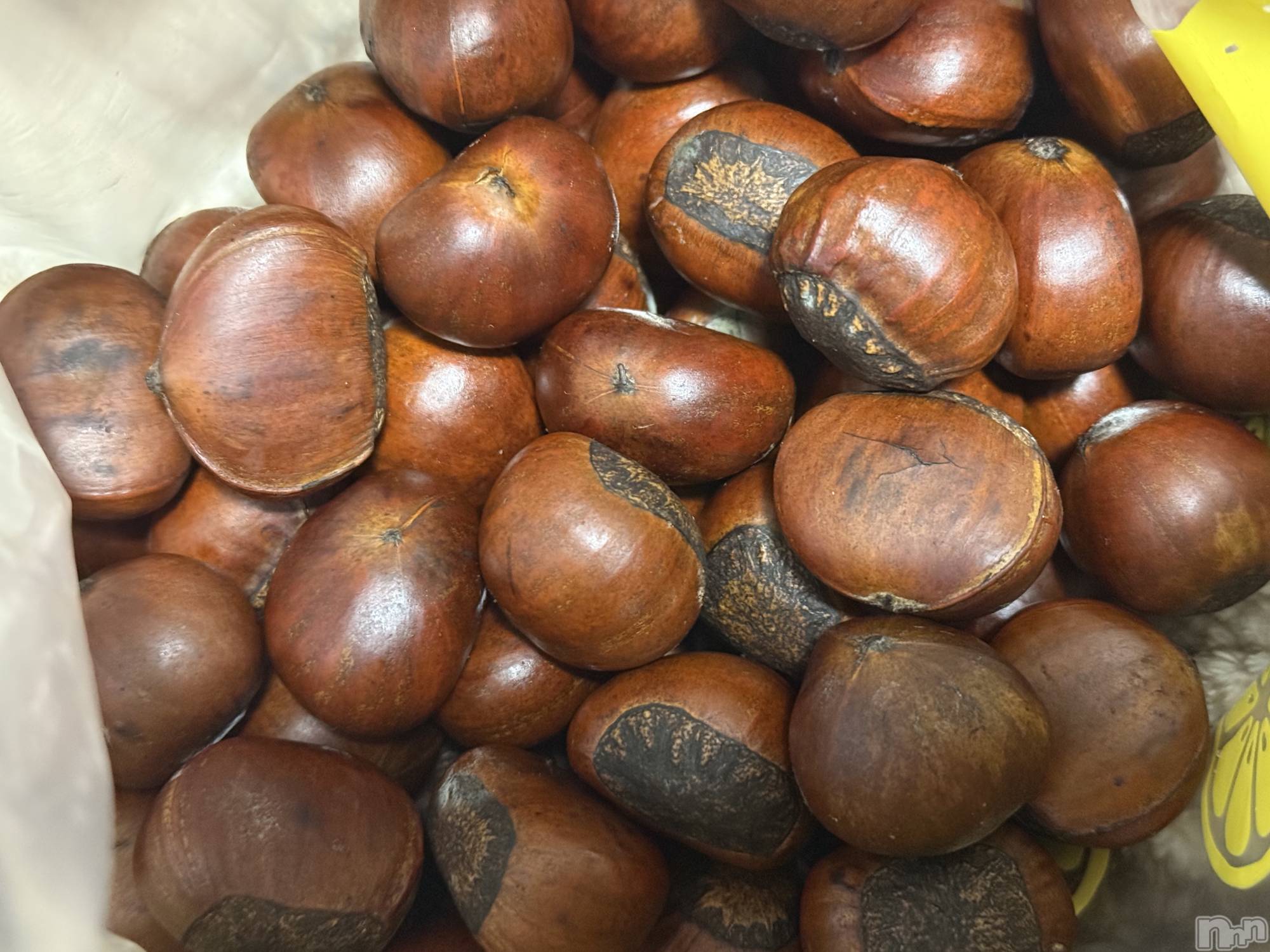 ��Į����Х��顦����֥���� �ץ���� ����(����� �ץ���� ������) ��2026ǯ3��2���̥�֥����֡���