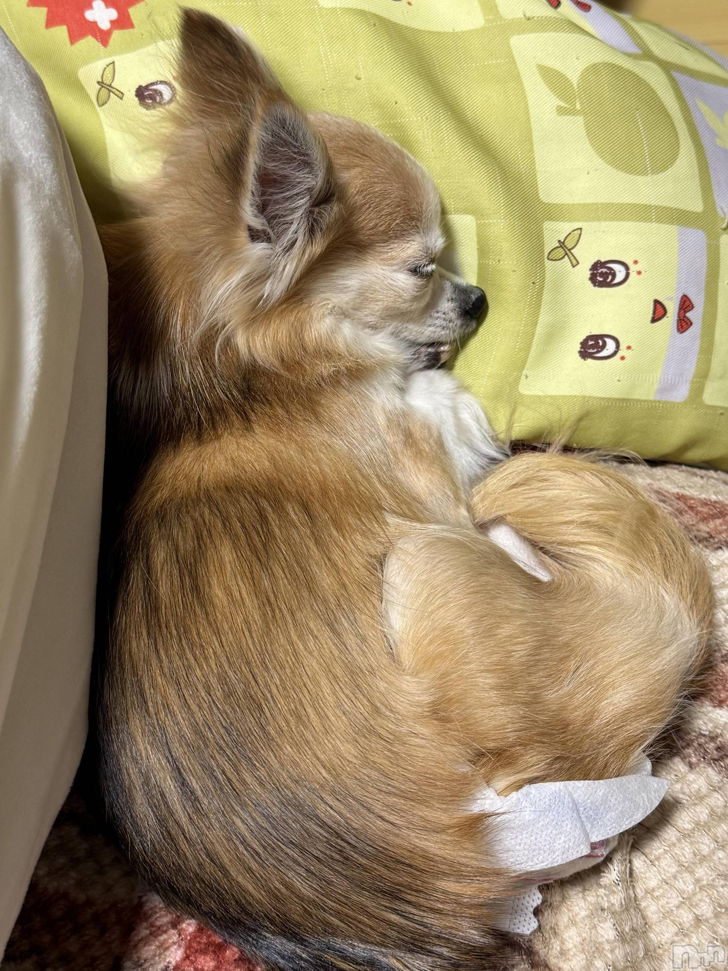 ��Į����Х��顦����֥���� �ץ���� ����(����� �ץ���� ������) ��2026ǯ3��4���̥�֥����֡���