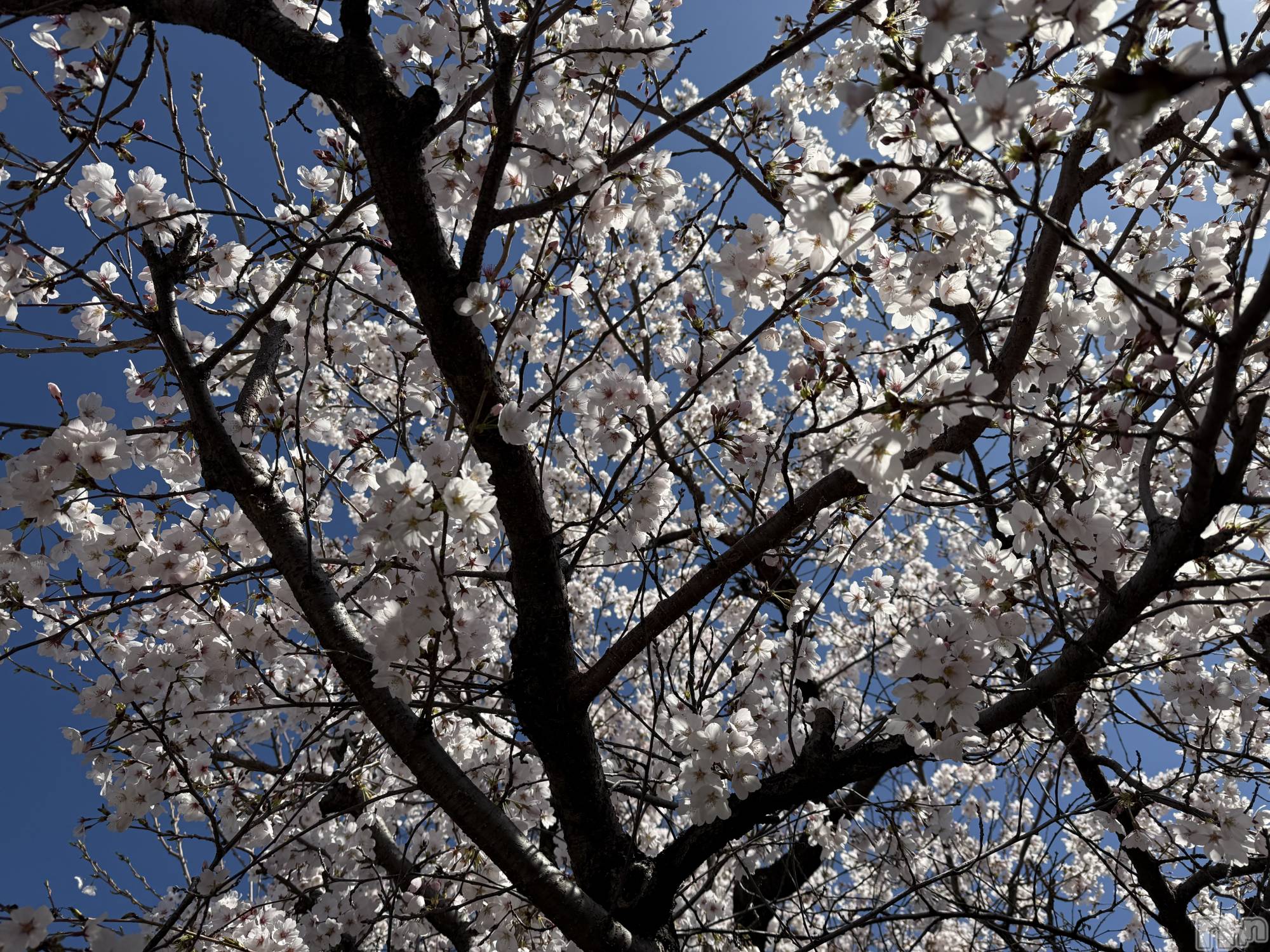 ��Į����Х��顦����֥���� �ץ���� ����(����� �ץ���� ������) ��2026ǯ4��7���̥�֥����֡���