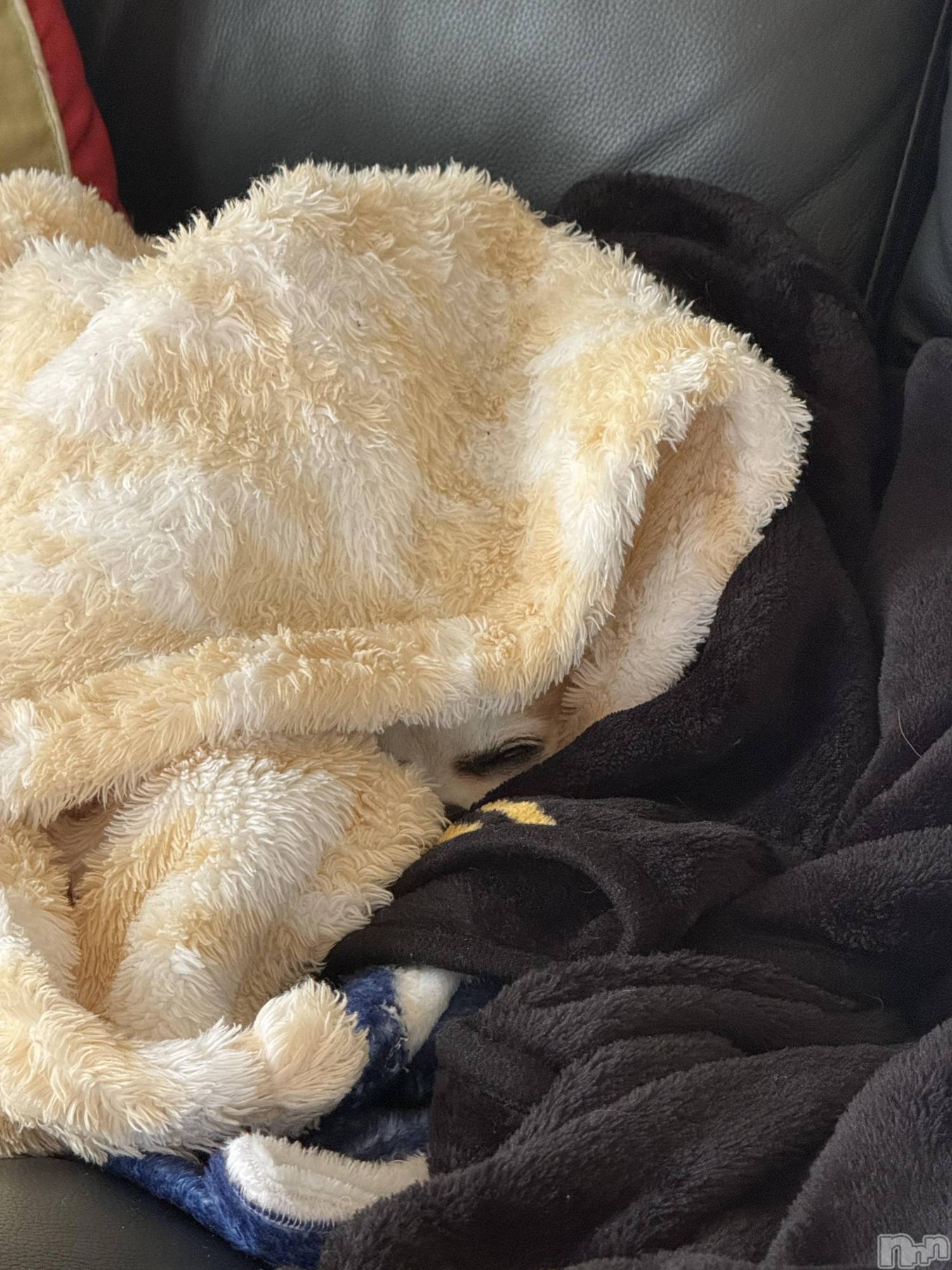 ��Į����Х��顦����֥���� �ץ���� ����(����� �ץ���� ������) ��2026ǯ4��28���̥�֥����֡���