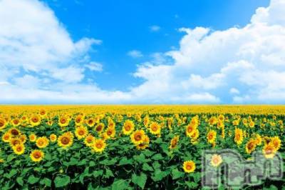 ĮХ顦֥ ץ ( ץ ) ߤ617̥֥֡