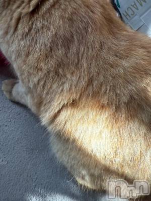 ĮХ顦֥ ץ ( ץ ) ߤ1018̥֥֡